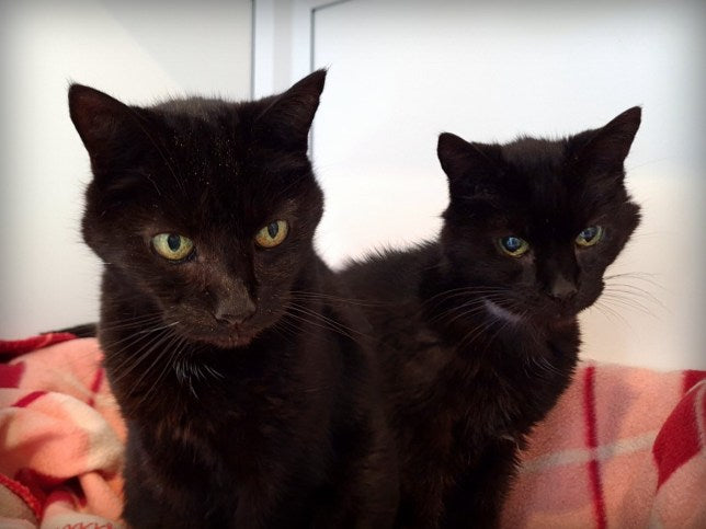 Caring is Contagious: Cat Brothers Find New Home