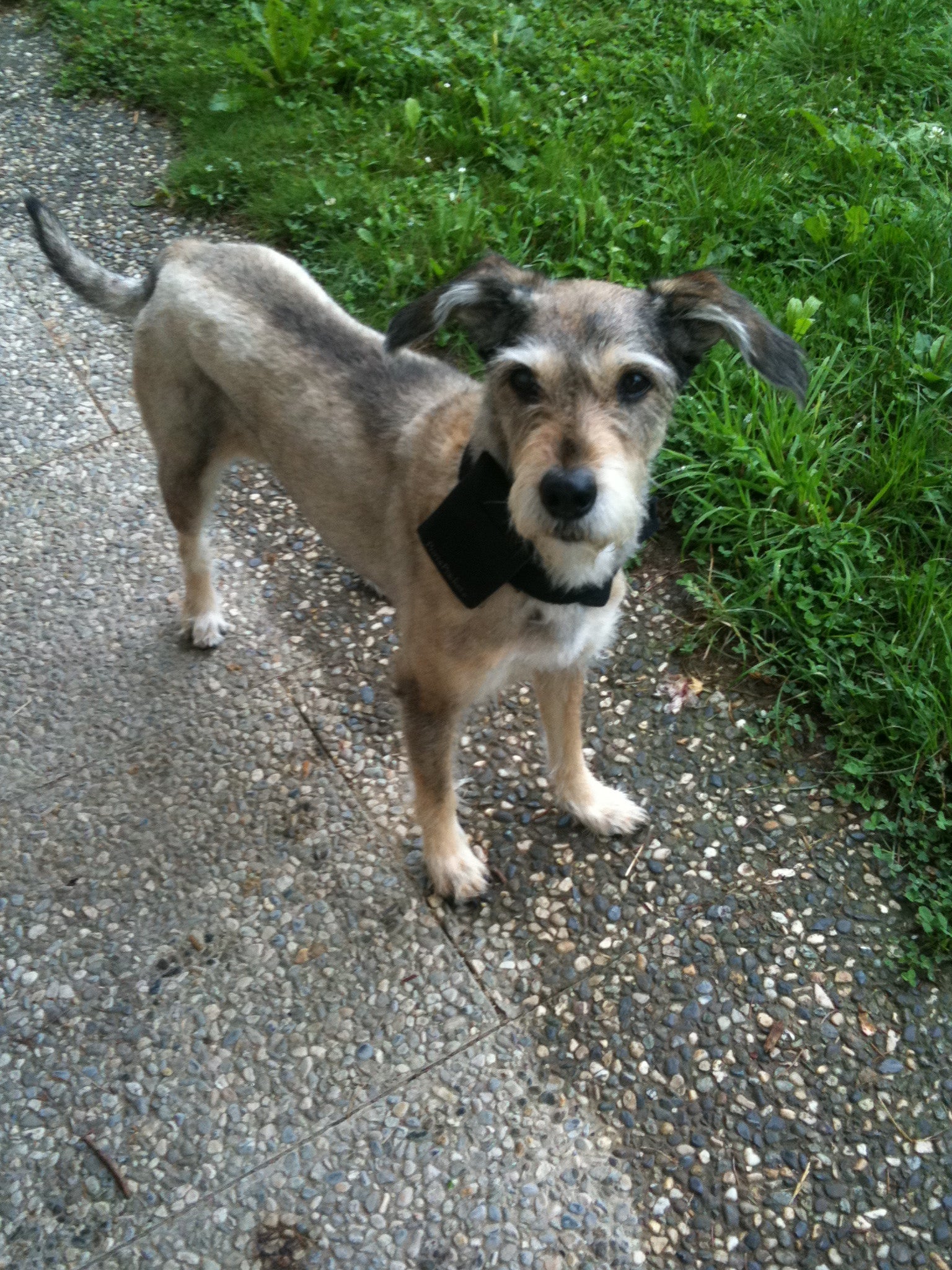 Ruby dog sporting PortaPocket carrying case to go on dog walks.