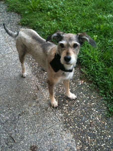 Ruby dog sporting PortaPocket carrying case to go on dog walks.