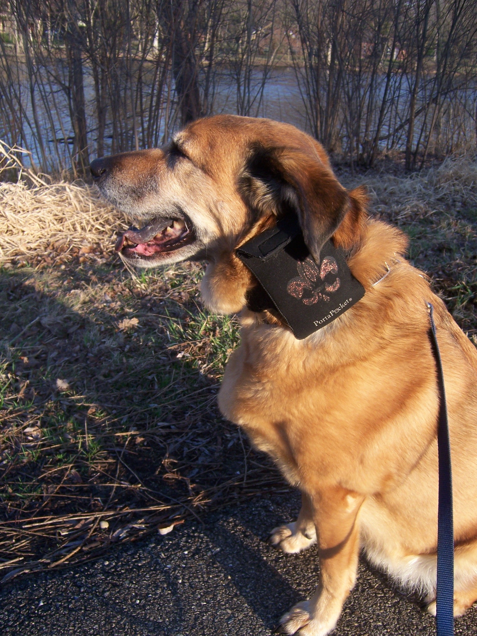 Large PortaPocket pocket worn on a dog makes dog walking easier! 